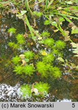 Hottonia palustris (okrężnica bagienna)