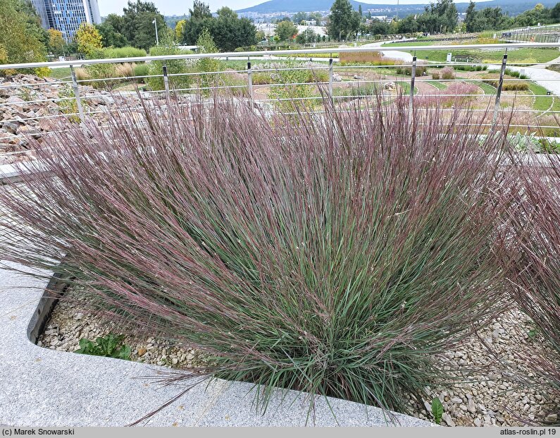 Schizachyrium scoparium Blue Heaven