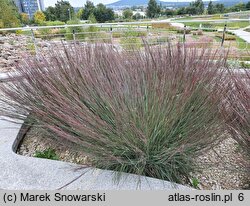 Schizachyrium scoparium Blue Heaven