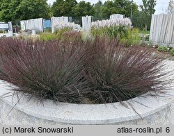 Schizachyrium scoparium Blue Heaven