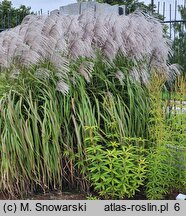 Miscanthus sinensis Memory