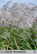 Miscanthus sinensis Memory