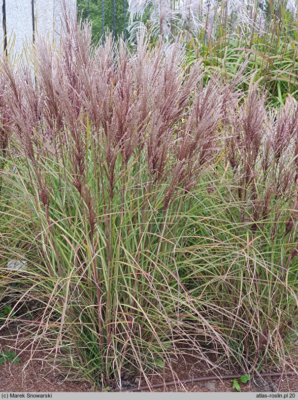 Miscanthus sinensis Dread Locks