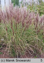 Miscanthus sinensis Dread Locks