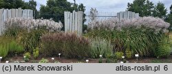 Miscanthus sinensis Memory