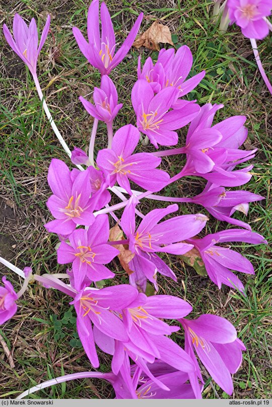 Colchicum Lilac Wonder