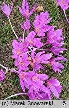 Colchicum Lilac Wonder