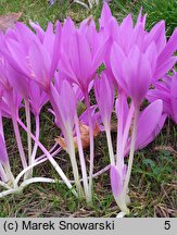 Colchicum Lilac Wonder