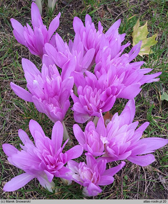 Colchicum Waterlily