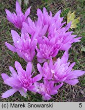 Colchicum Waterlily