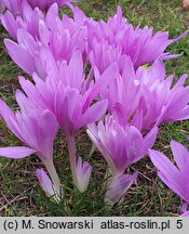 Colchicum Waterlily