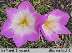 Colchicum Violet Queen