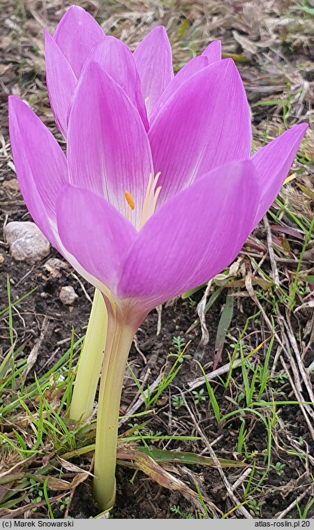 Colchicum Violet Queen