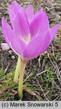 Colchicum Violet Queen