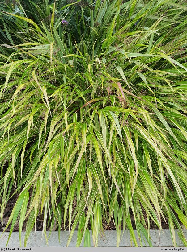 Hakonechloa macra Aureostriata