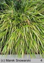 Hakonechloa macra Aureostriata