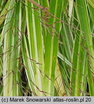 Hakonechloa macra Aureostriata