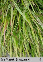 Hakonechloa macra Aureostriata