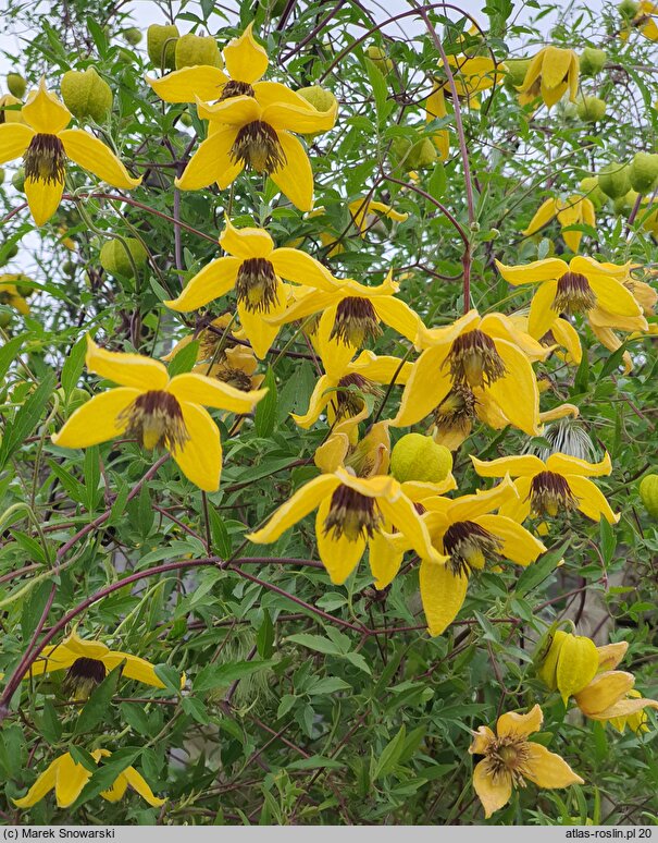 Clematis Bill MacKenzie