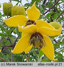 Clematis Bill MacKenzie