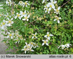 Clematis Anita