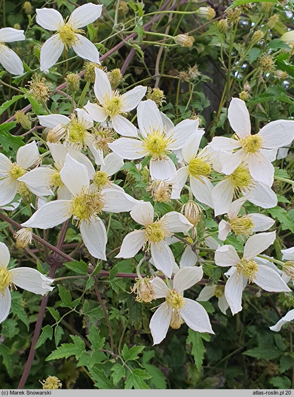 Clematis Anita