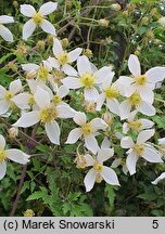 Clematis Anita