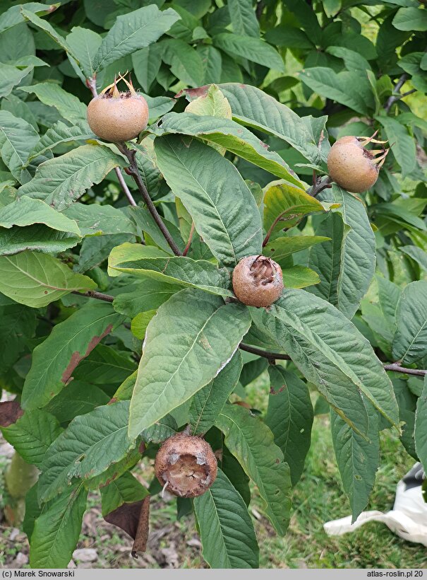 Mespilus germanica (nieszpułka zwyczajna)