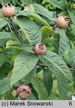 Mespilus germanica (nieszpułka zwyczajna)