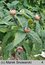 Mespilus germanica (nieszpułka zwyczajna)