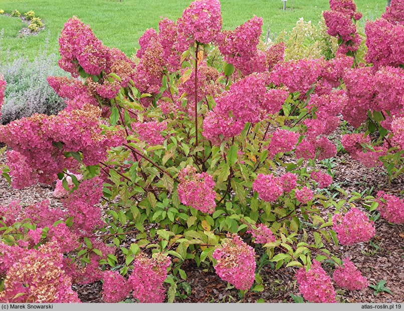 Hydrangea paniculata Renhy