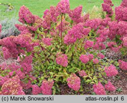 Hydrangea paniculata Renhy