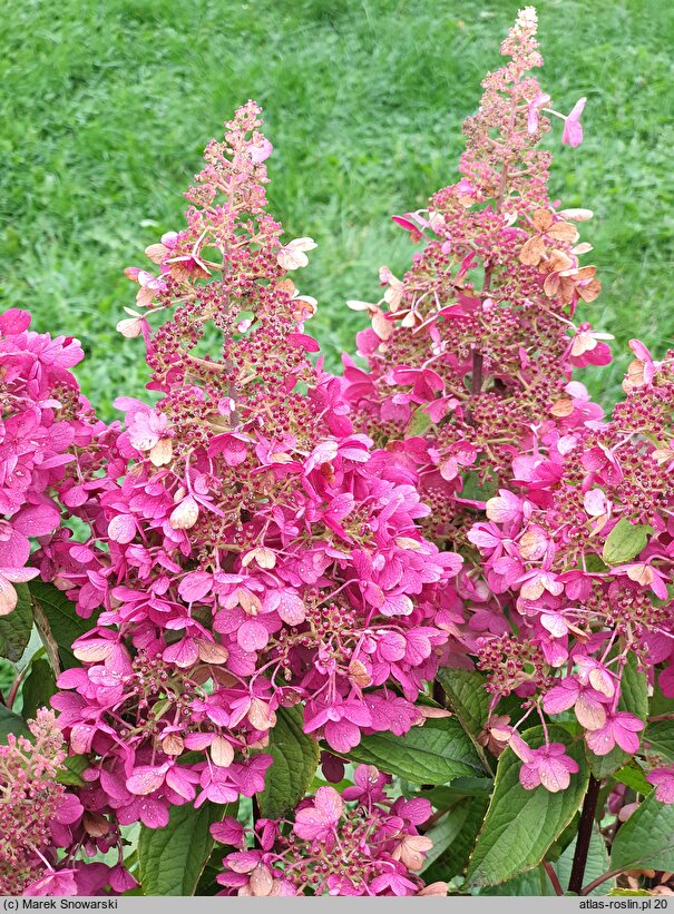 Hydrangea paniculata Candlelight