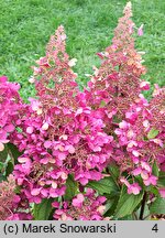 Hydrangea paniculata Candlelight