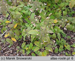 Hydrangea heteromalla (hortensja miękkowłosa)