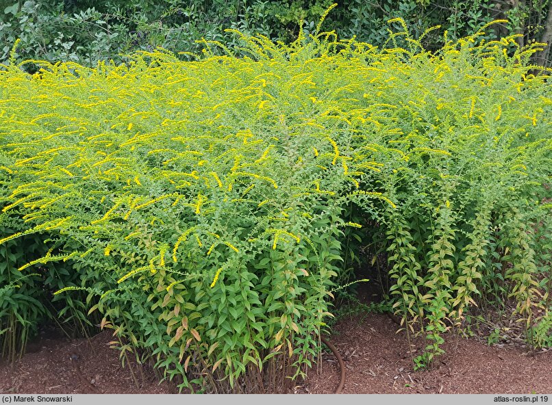 Solidago rugosa (nawłoć pomarszczona)