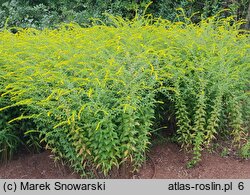 Solidago rugosa (nawłoć pomarszczona)