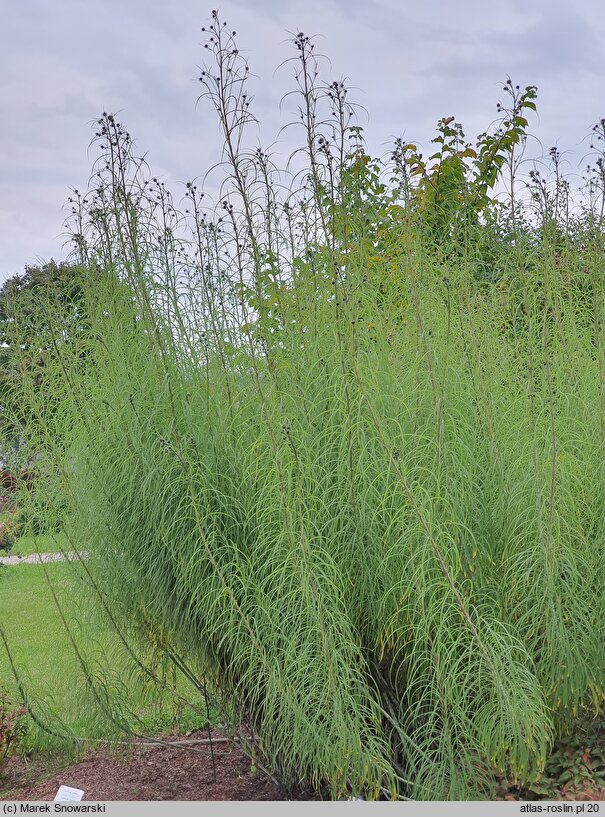 Helianthus salicifolius (słonecznik wierzbolistny)