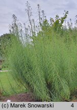 Helianthus salicifolius (słonecznik wierzbolistny)