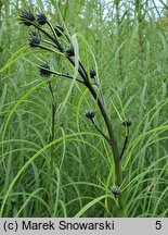 Helianthus salicifolius (słonecznik wierzbolistny)