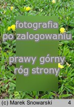 Oenothera macrocarpa (wiesiołek ozdobny)