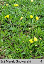 Oenothera macrocarpa (wiesiołek ozdobny)