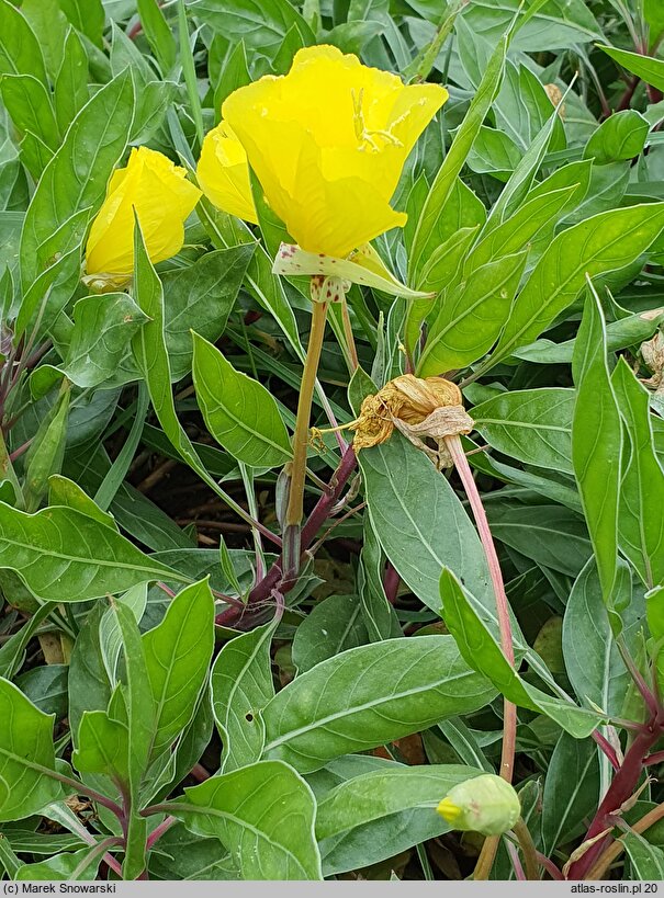 Oenothera macrocarpa (wiesiołek ozdobny)