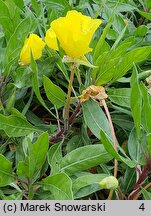 Oenothera macrocarpa (wiesiołek ozdobny)