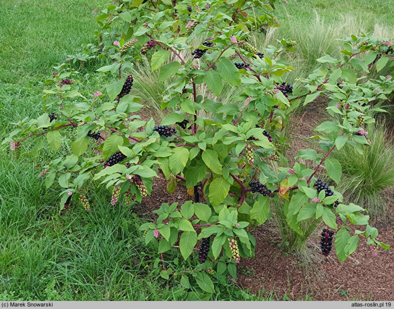 Phytolacca americana (szkarłatka amerykańska)