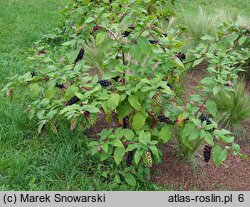 Phytolacca americana (szkarłatka amerykańska)