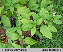 Phytolacca americana (szkarłatka amerykańska)