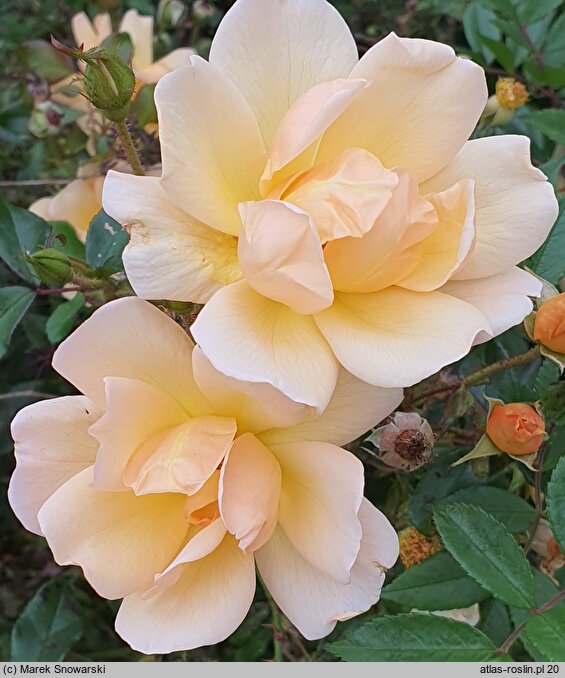Rosa hort. Korsoalgu