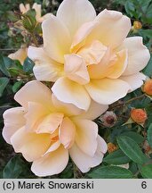 Rosa hort. Korsoalgu
