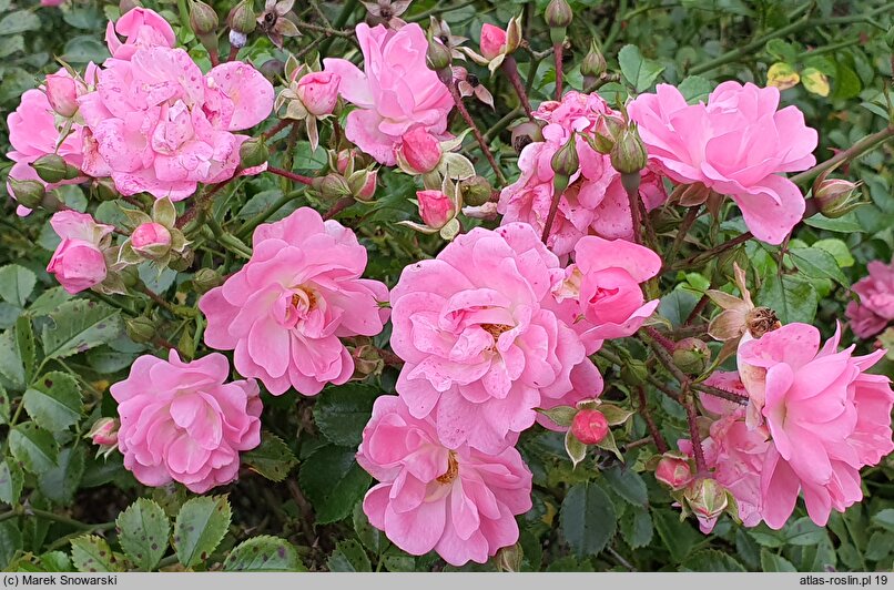 Rosa hort. Taninat
